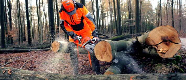 Cursus thema - Flora en Fauna