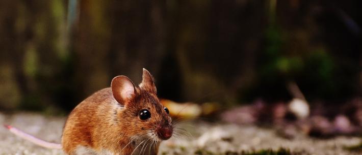 Muis