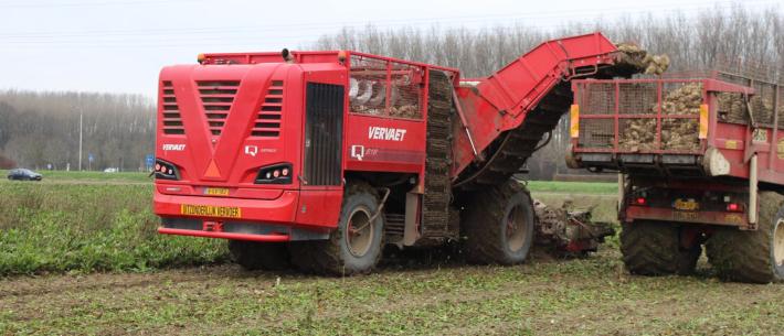 Bietenrooier_202110