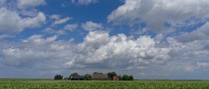 Bloeiend aardappelgewas Groningen