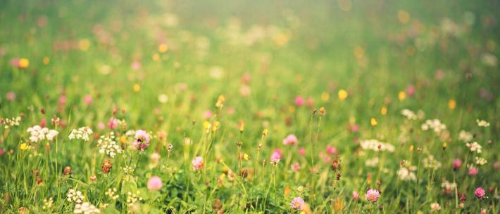 Gras