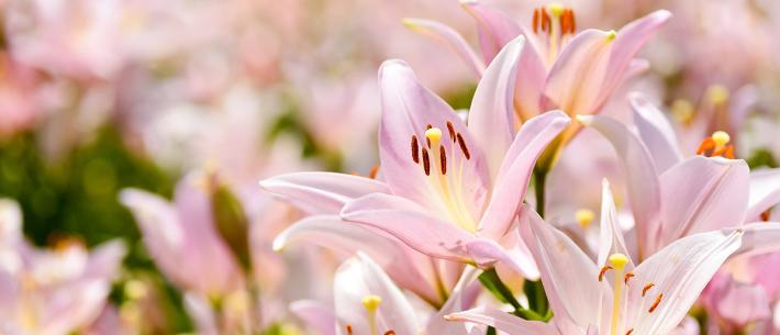 lelie, 2023, bloemen, rose