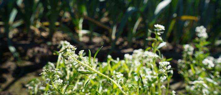 bloemen, prei, stikstof, gewasbescherming, biodiversiteit, agrarisch loonwerk 