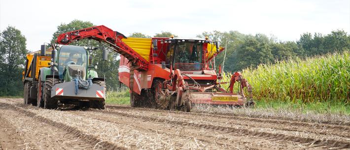 Grondig, in actie, aardappelen, rooien, zandgrond