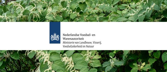 duizendknoop