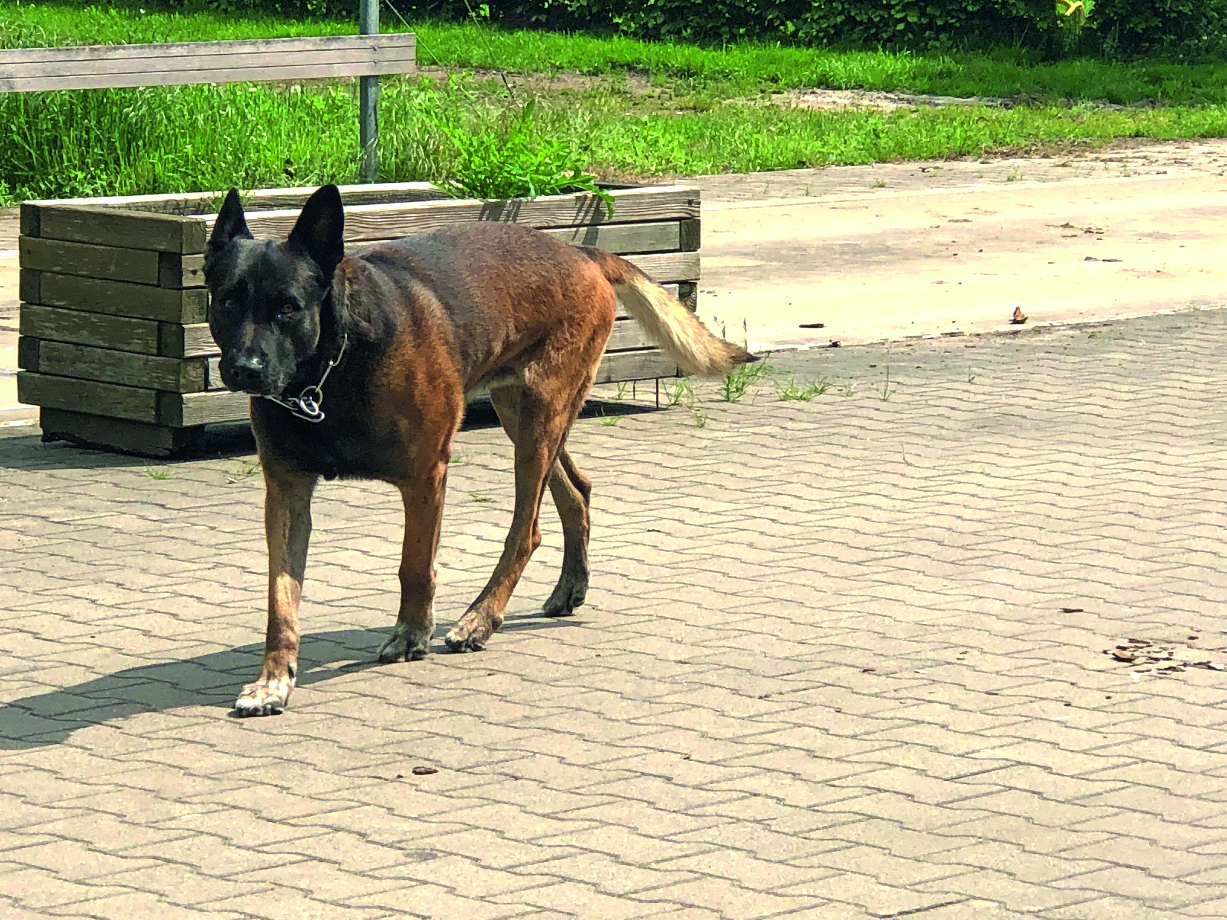 hond, stop diefstal (4188), Grondig 5 (4784), 2021 (4388)