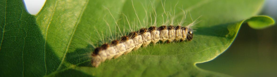 eikenprocessierups