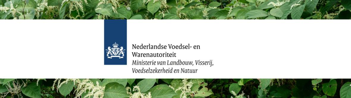 duizendknoop