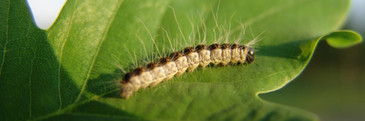 eikenprocessierups