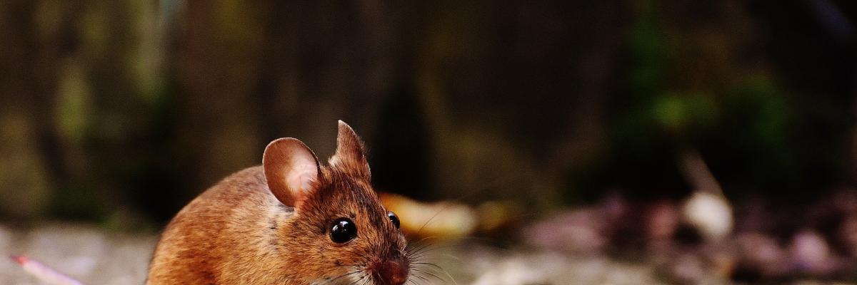 Muis