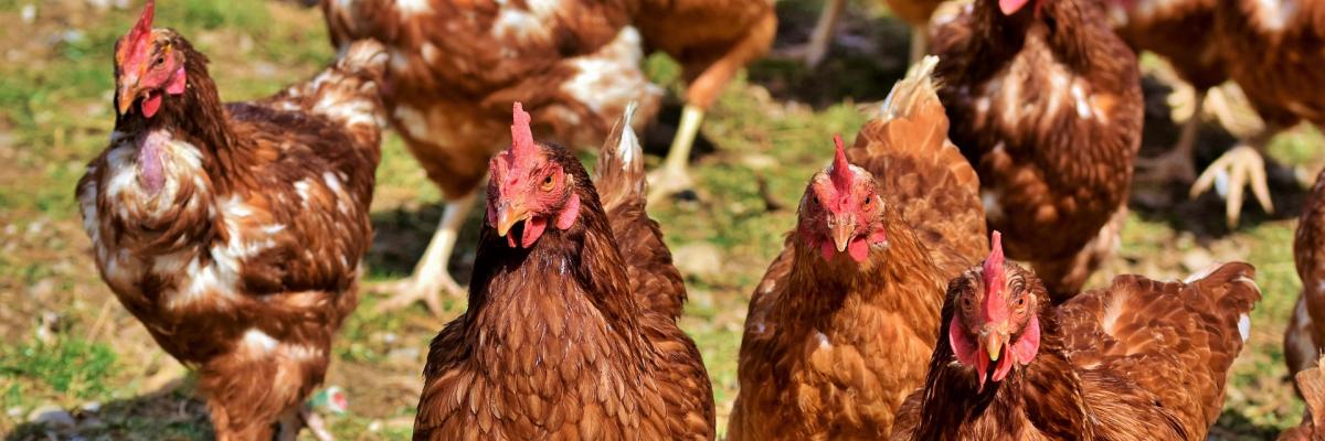 pluimvee, kip, vogelgriep