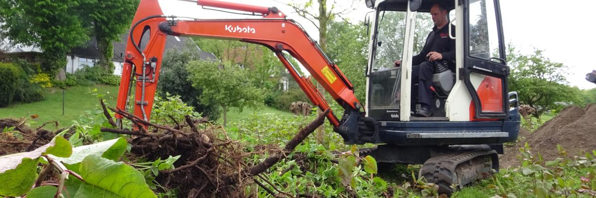 duizendknoop, afgraven, gww, 2019
