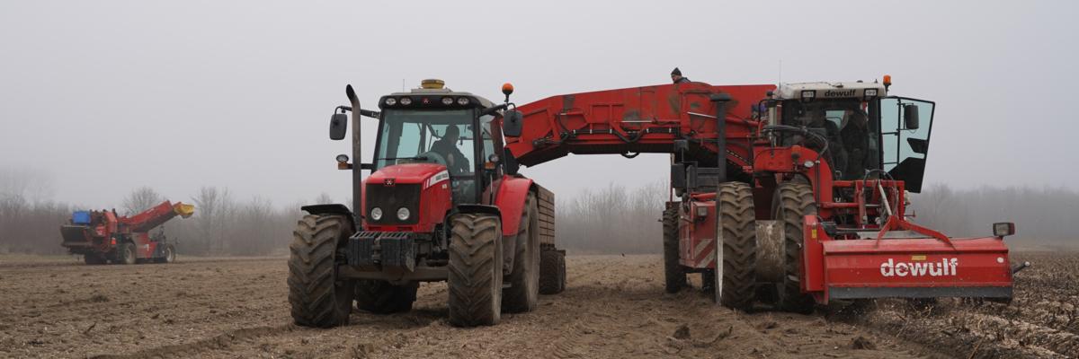 bietenrooien op land