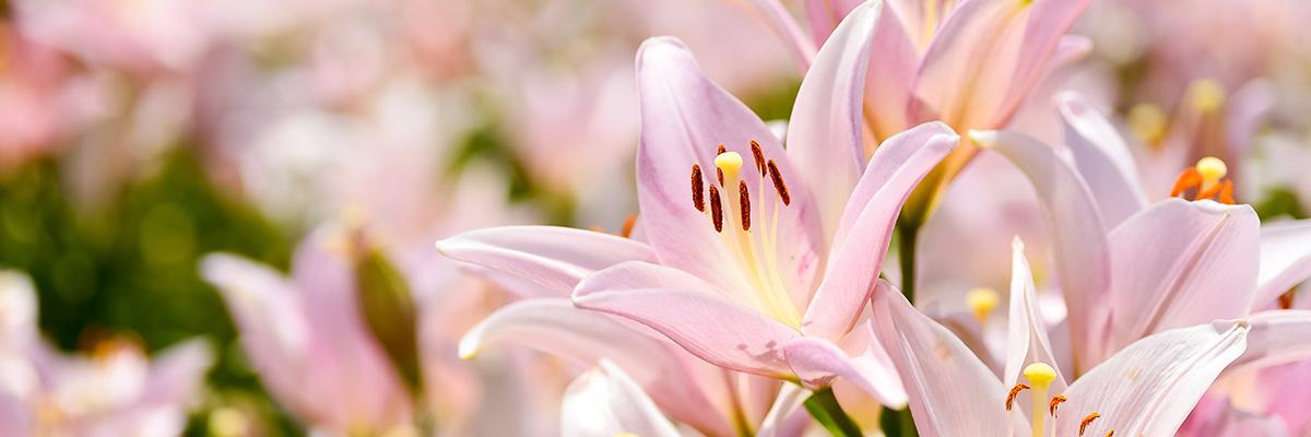 lelie, 2023, bloemen, rose