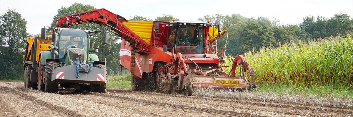 Grondig, in actie, aardappelen, rooien, zandgrond