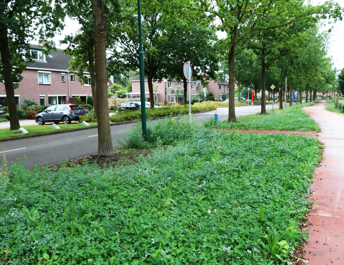 Staygreen