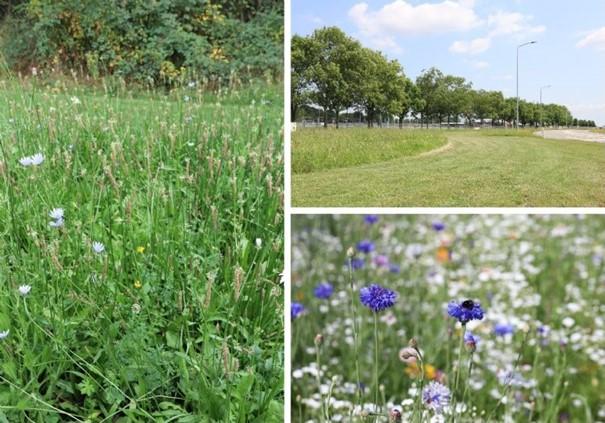 biodiversiteit en natuuronderhoud