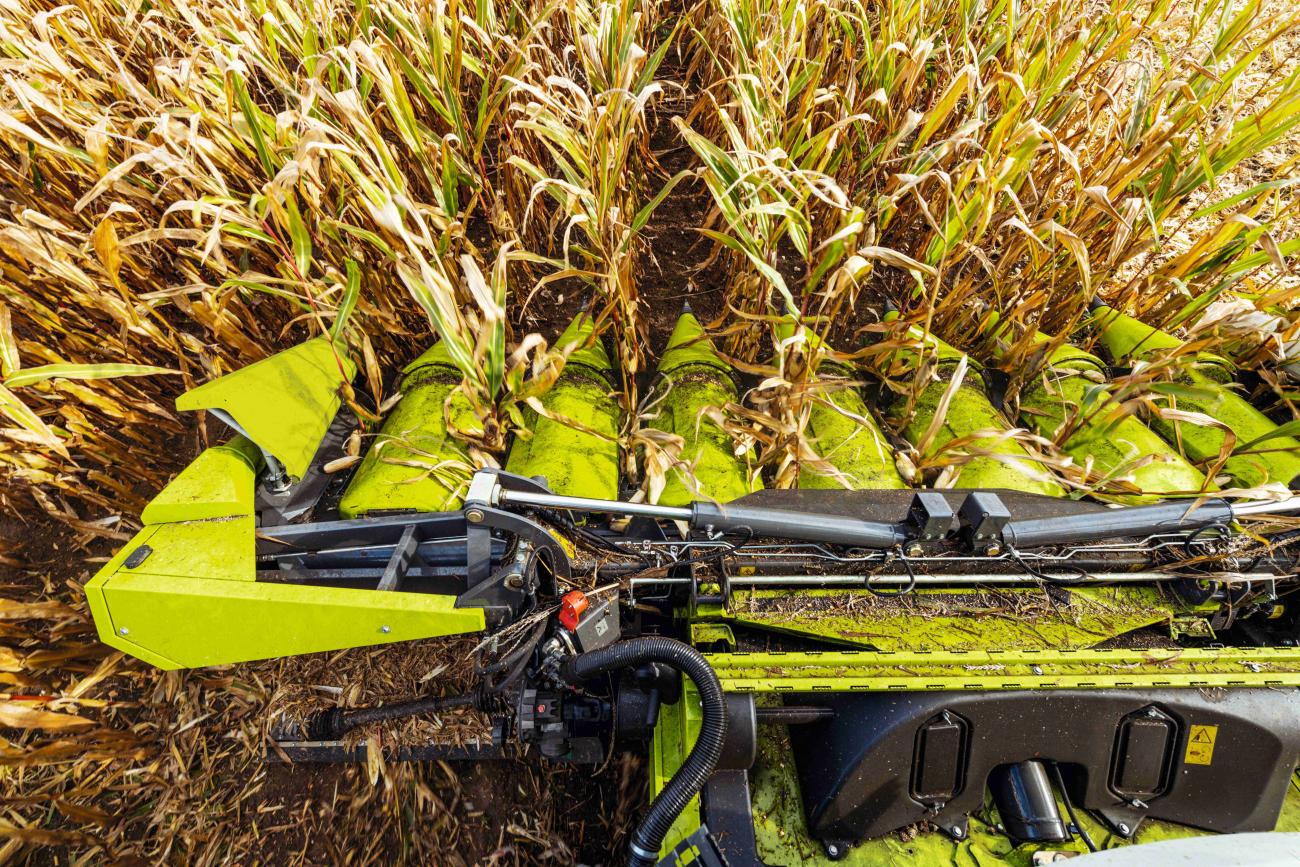 claas maisplukker