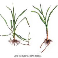 knolcyperus