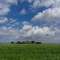 Bloeiend aardappelgewas Groningen