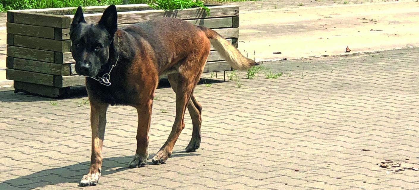 hond, stop diefstal (4188), Grondig 5 (4784), 2021 (4388)
