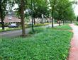 Staygreen